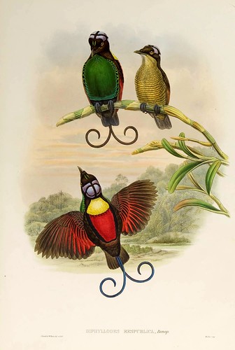 026-Ave del Paraiso de cabeza descubierta-The birds of New Guinea and the adjacent Papuan islands..1875-1888-Vol I-Gould y Sharpe