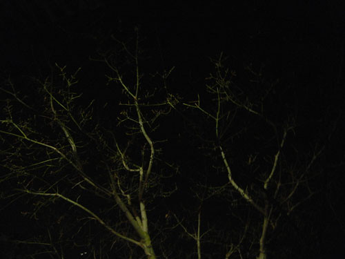 Trees at Night _ 9266