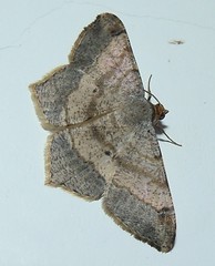Geometrid moth (Chiasmia sp.) (x2)
