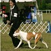 AKC Naples ~ November 21-2009  Armani hit the ring again after been out for a year and took Best of Opposite Sex