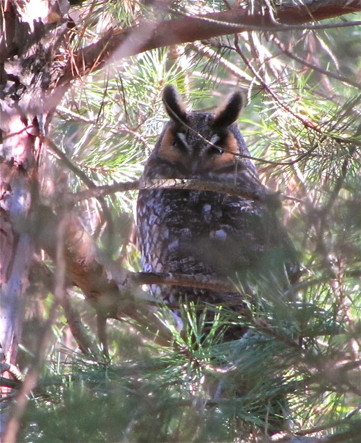 Long-eared Owl at the Fraker Farm in Woodford County, IL 14