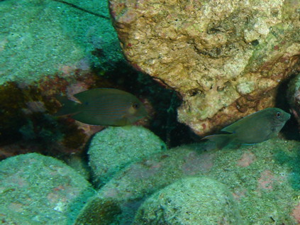在近岸淺水處悠游的漣紋櫛齒刺尾鯛Ctenochaetus striatus小魚