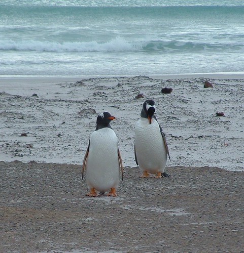 Gentoo Penguins, Volunteer Point by Lou Lou Donut