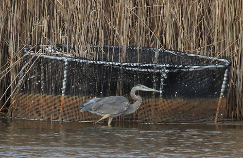 Good camouflage? Great Blue Heron