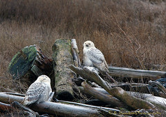 Snowy Owls , Boundary Bay