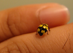 Beetles, Ladybird / Ladybug / Ladybeetle