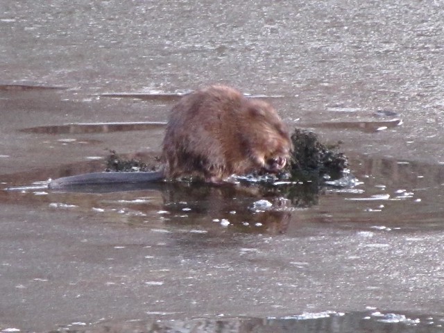 Muskrat at Angler's Pond in McLean County, IL 01