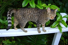 Cats of Key West 2011