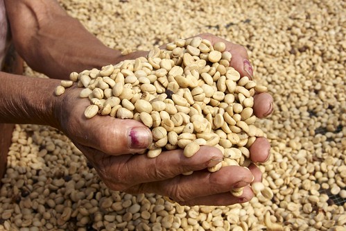 Coffee is Honduras’ most important crop, accounting for more than a third of the country’s agricultural output. Much of its production is excellent high altitude coffee; ideal for the specialty market. Photo credit: TechnoServe