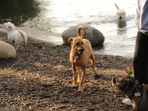Rosie surveying the doggies, ball with thrower, brindle, poodledoodle, dogs, rocks, Lake Washington, Dog Park, Seattle, Washington, USA by Wonderlane