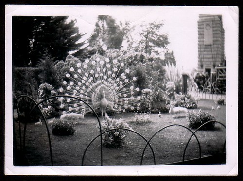 Adelaide Flower Show 1960 by bloomfield and george