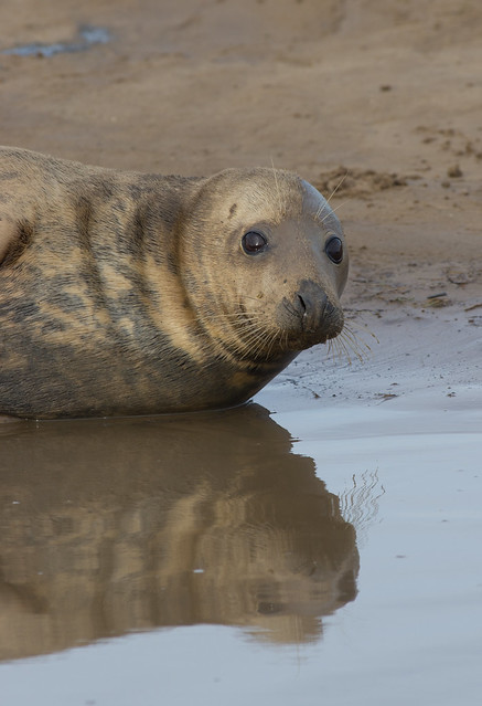 Grey seal female reflection 4
