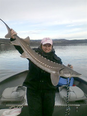 Great Sturgeon caught on the Columbia River