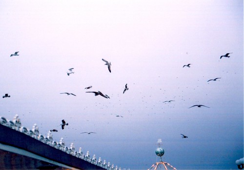 Seagulls by xzoeagx