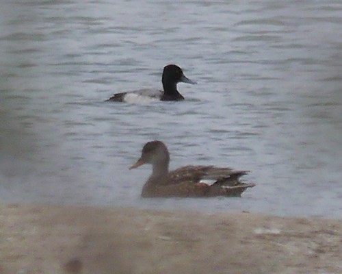 Lesser Scaup and Gadwall