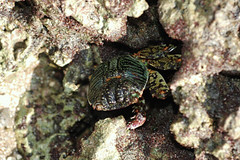 身手矯捷的白紋方蟹(Grapsus albolineatus) 常躲於藻礁孔隙中。（圖片來源：劉靜榆）
