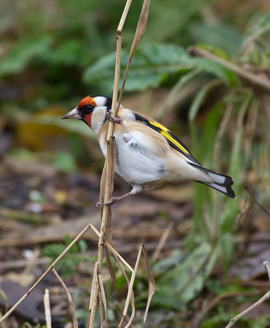 goldfinch on stem on cloudy day 2