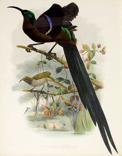 018-Ave del Paraiso-A Monograph of the Paradiseidae-1873 D.G. Elliot