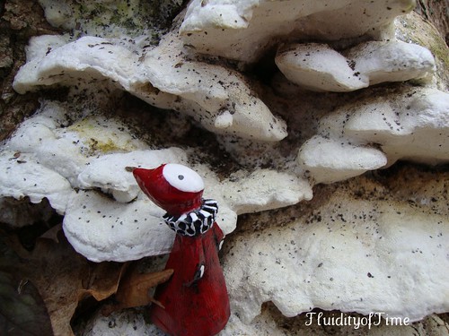 Poppet with snowy fungus3