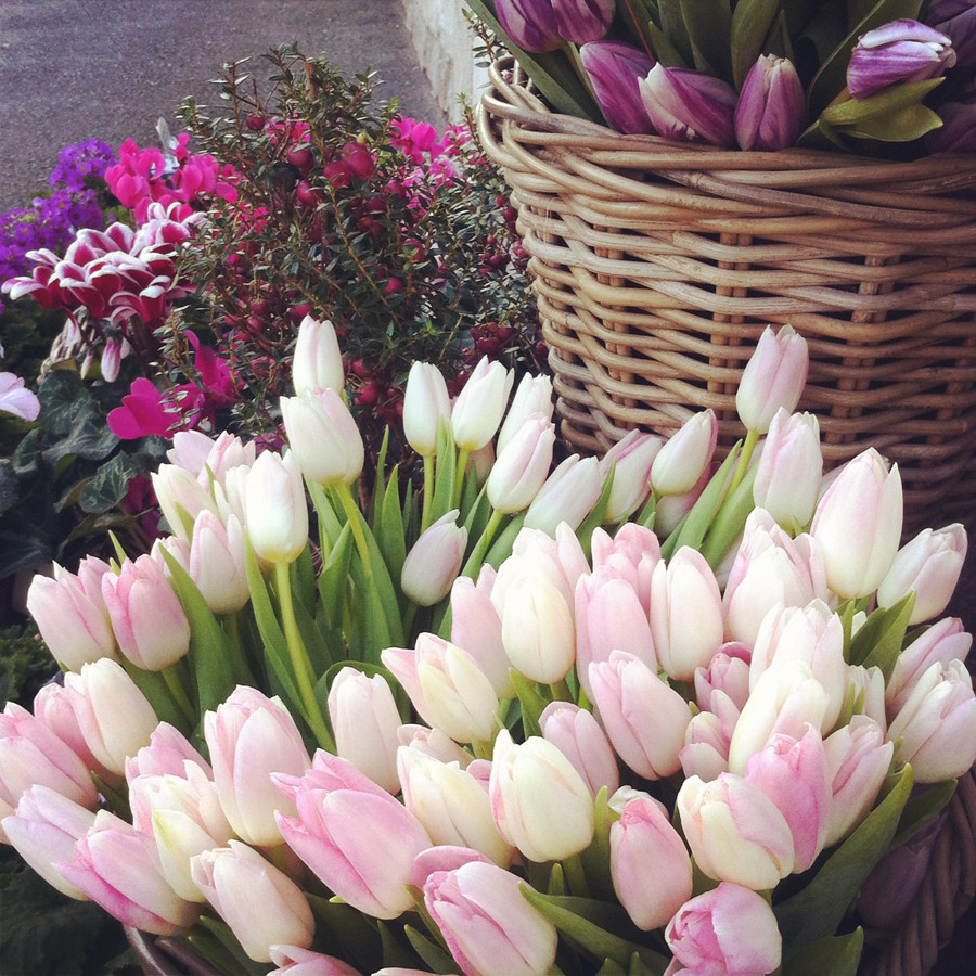 instagram, fensismensi, Tulips