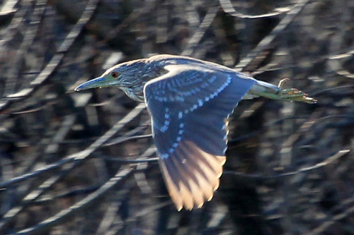 Immature Black-crested Night Heron in flight
