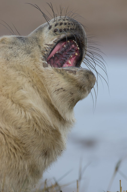 white seal pup yawn 3