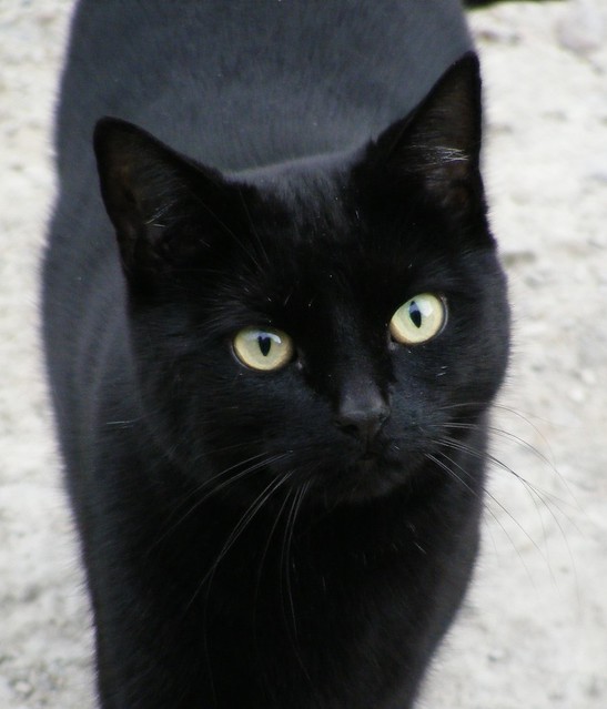 BIG BLACK PUSSY CAT AT 54 WIM THE GULAG BRANSHOLME IN HULL