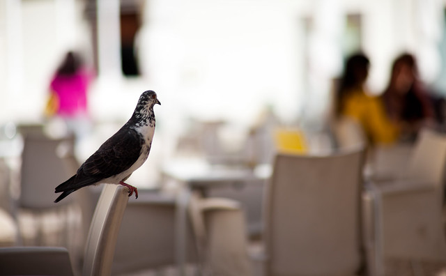 Pigeon Funchal