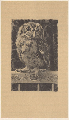 Owl by Walter DuBois Richards