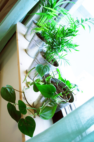 Bedroom plants