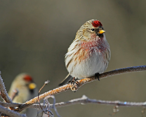 Redpoll (male) ~Explored~ by My_Minds_Eye