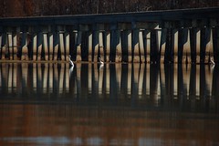 Egrets and Trestle