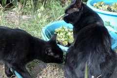 黒猫さんとボーイフレンド