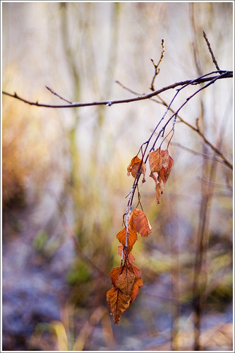 20111110. Leaves of birch. 0105. by Tiina Gill
