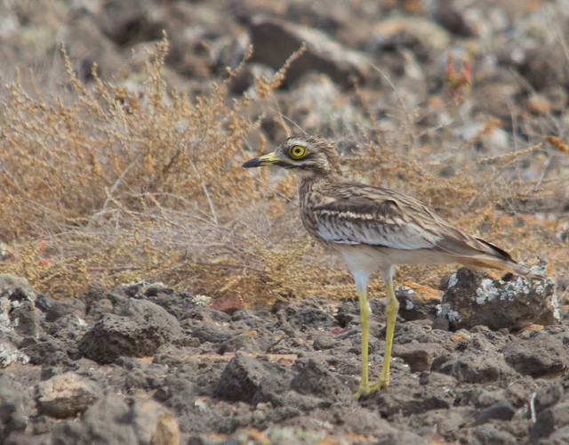 stone curlew 3