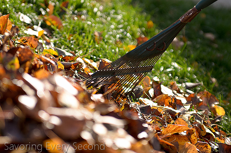Fall Leaves8-Edit.jpg