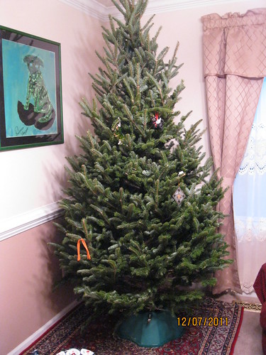 12/7/11: The tree is finally up.  Undecorated, but up!