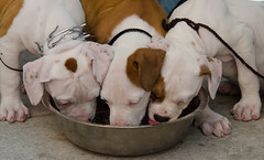 Bulldog in water, Make room for 3 puppies in a water bowl! American Bulldog!