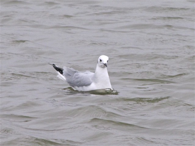 Bonaparte's Gull at Gridley Wastewater Treatment Ponds 11