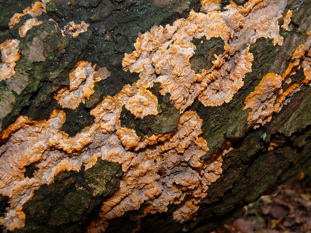 25373 - Fungi in Clayton Woods, Leeds