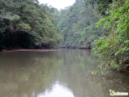 macal river jungle and rain forest of belize