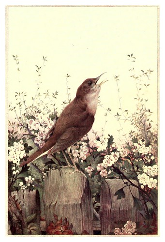 035-Ruiseñor- Birds in town & village 1920-Ilustrado por Edward Detmold