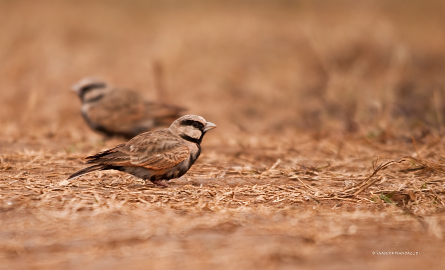 Ashy-Crowned-Sparrow-Lark