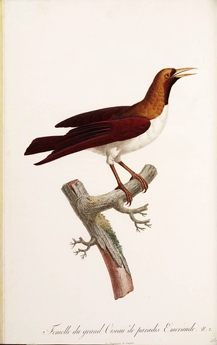009-Ave del paraiso esmeralda hembra-Histoire naturelle des Oiseaux de paradis et des Rolliers.. 1806-François Levaillant