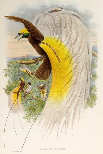 030-Ave del paraiso de Papua-The birds of New Guinea and the adjacent Papuan islands..1875-1888-Vol I-Gould y Sharpe