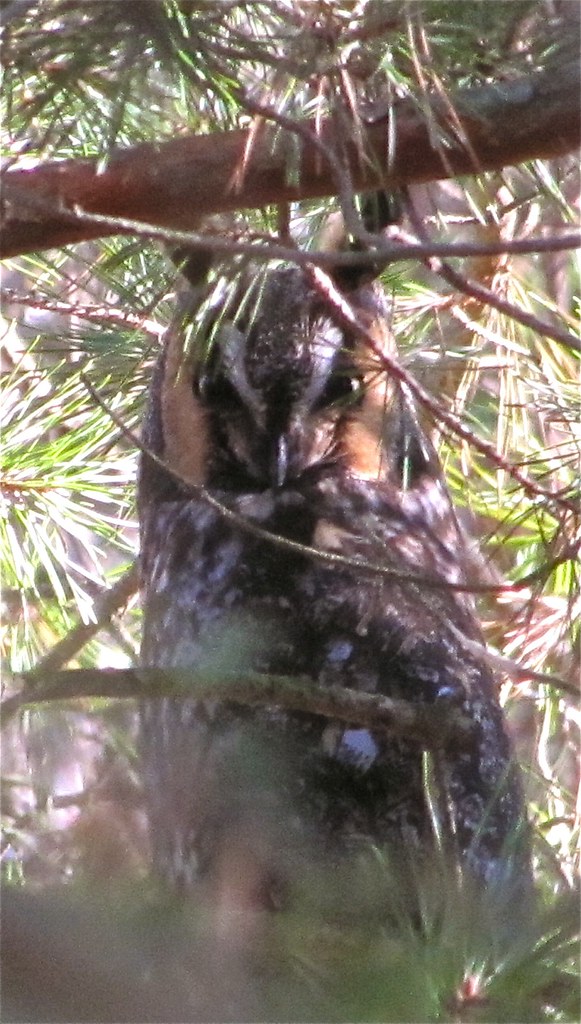 Long-eared Owl at the Fraker Farm in Woodford County, IL 04