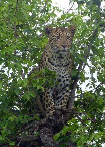 Leopards of Londolozi