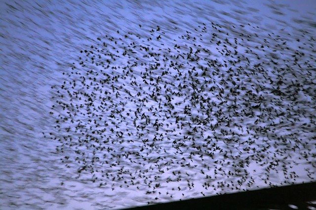 European Starlings