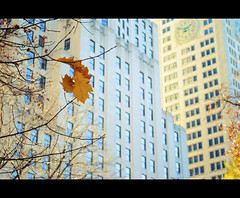 Leaf In The City
