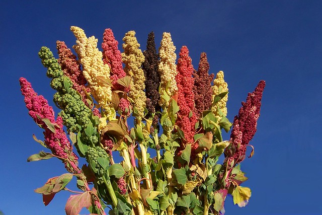 Quinoa (Chenopodium quinoa) - Neglected and Underutilized species
